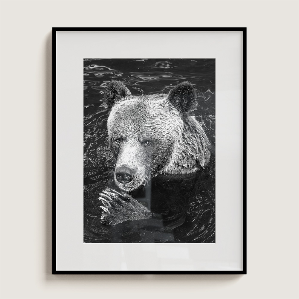 "Claws" Limited Edition Grizzly Bear Portrait
