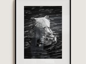 "Feast" Limited Edition Grizzly Bear Portrait