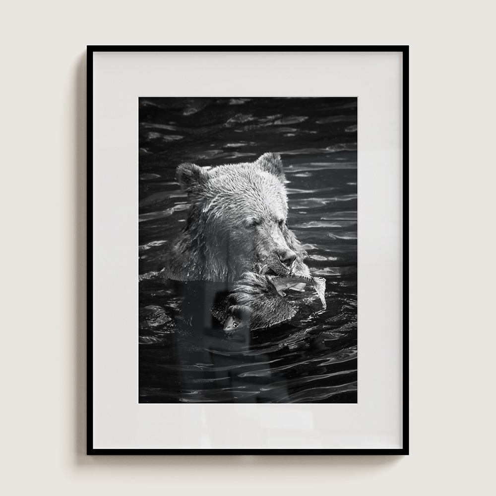 "Feast" Limited Edition Grizzly Bear Portrait