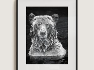 "Lion Bear" Limited Edition Grizzly Bear Portrait
