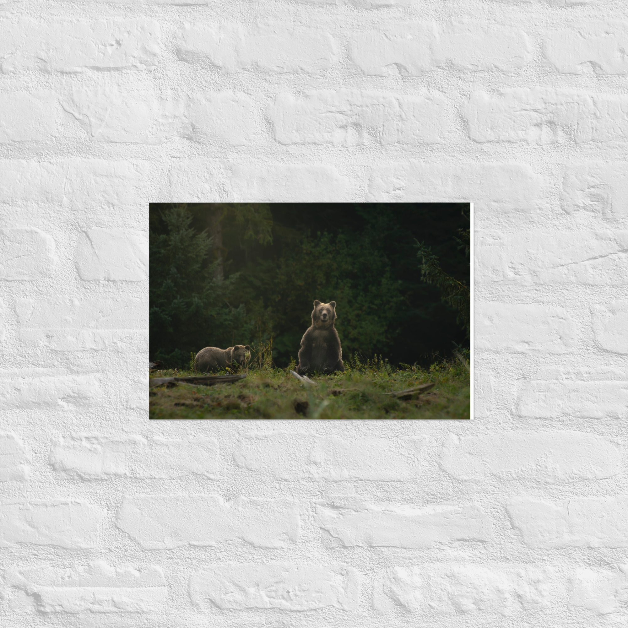 Watching, Waiting - Mom and Cub Grizzly Taking a Look - Premium Photo Print (no frame) - Image 4