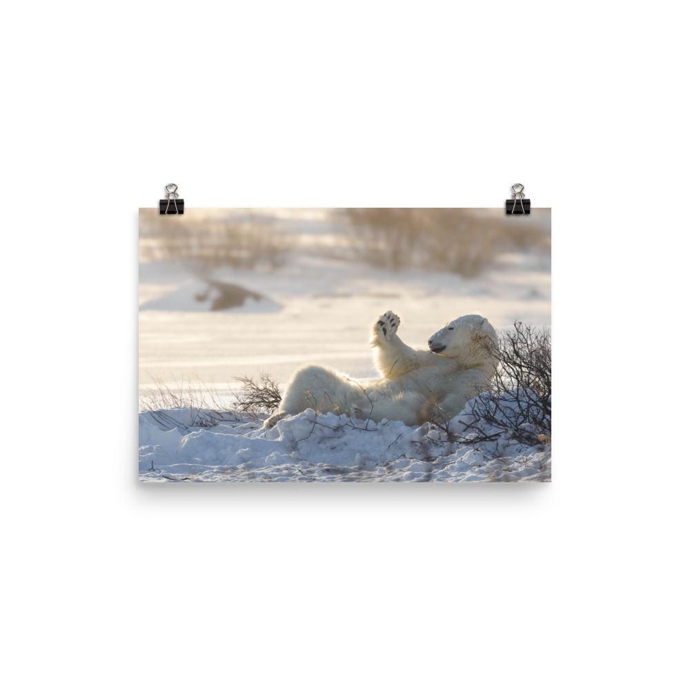 A polar bears snow bath in the golden afternoon light - Premium Photo Print (no frame) - Image 2