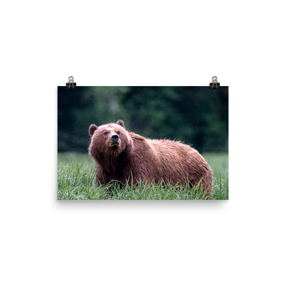 Estuary Grazer Caught in the Rain - Premium Photo Print (no frame) - Image 2