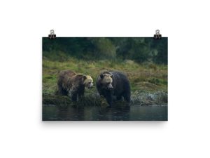 Wild Bears of Canada Prints