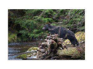 Black Bear Scans for Salmon - Premium Photo Print (no frame)