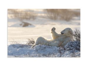 A polar bears snow bath in the golden afternoon light - Premium Photo Print (no frame)