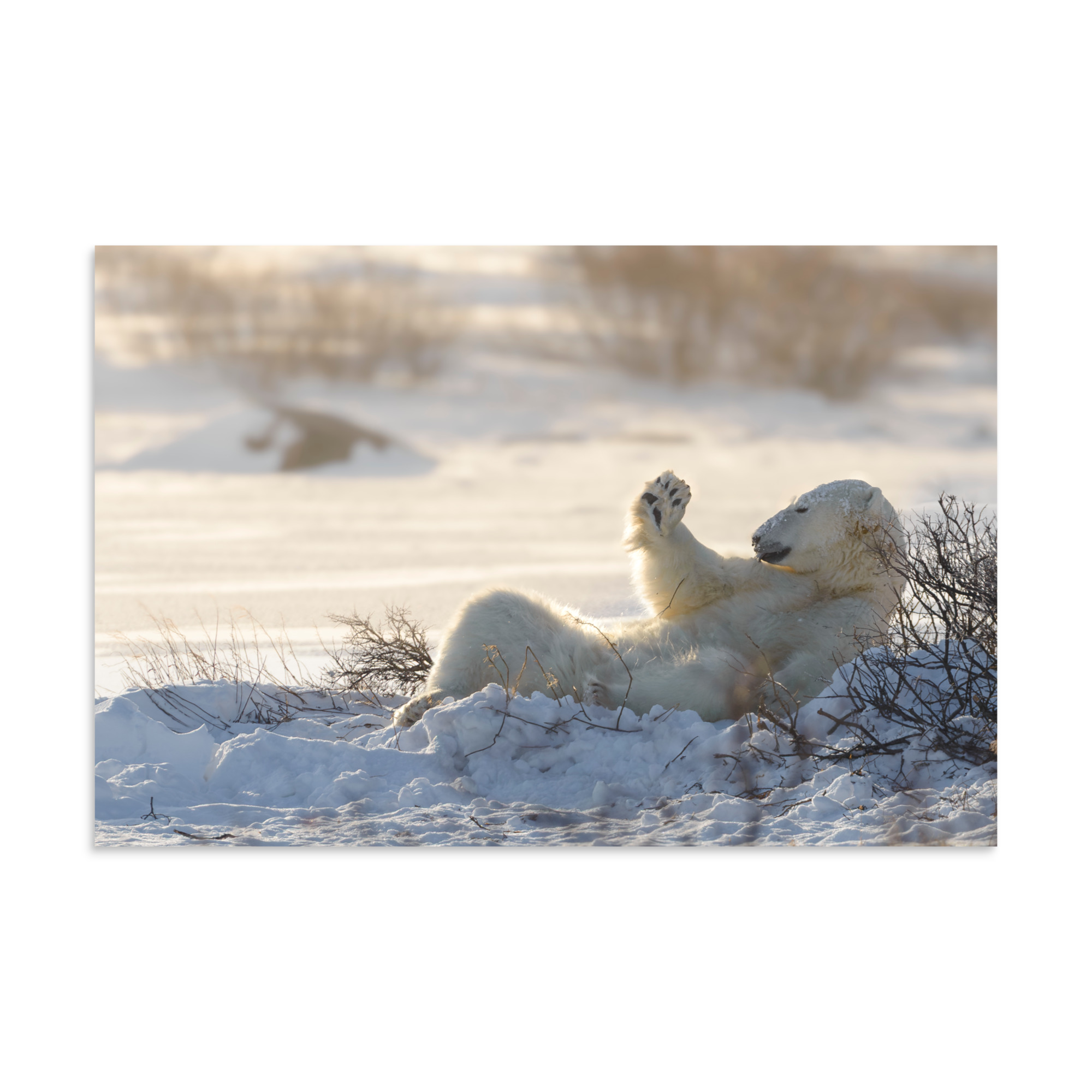 A polar bears snow bath in the golden afternoon light - Premium Photo Print (no frame)