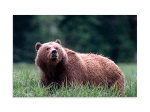 Estuary Grazer Caught in the Rain - Premium Photo Print (no frame)