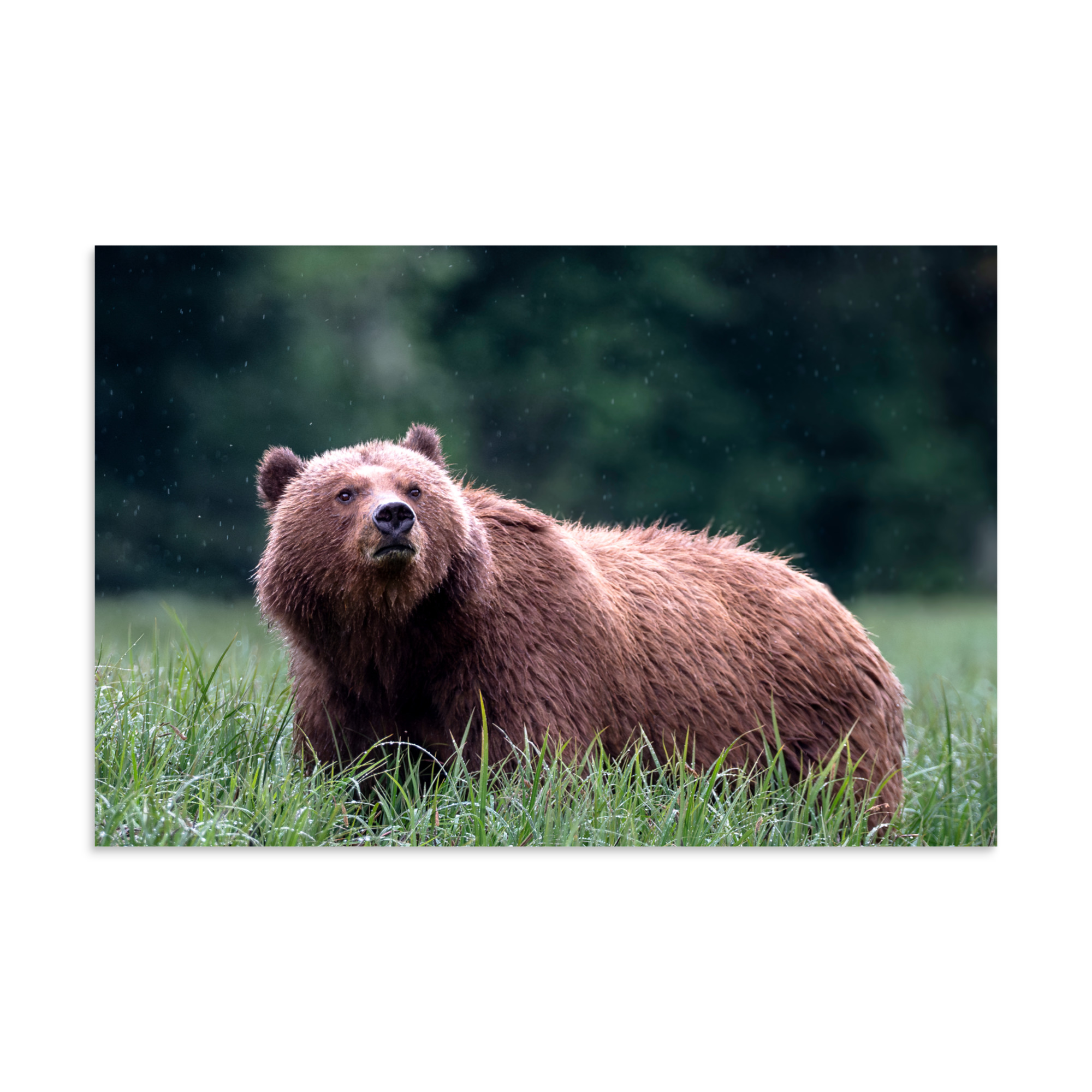 Estuary Grazer Caught in the Rain - Premium Photo Print (no frame)