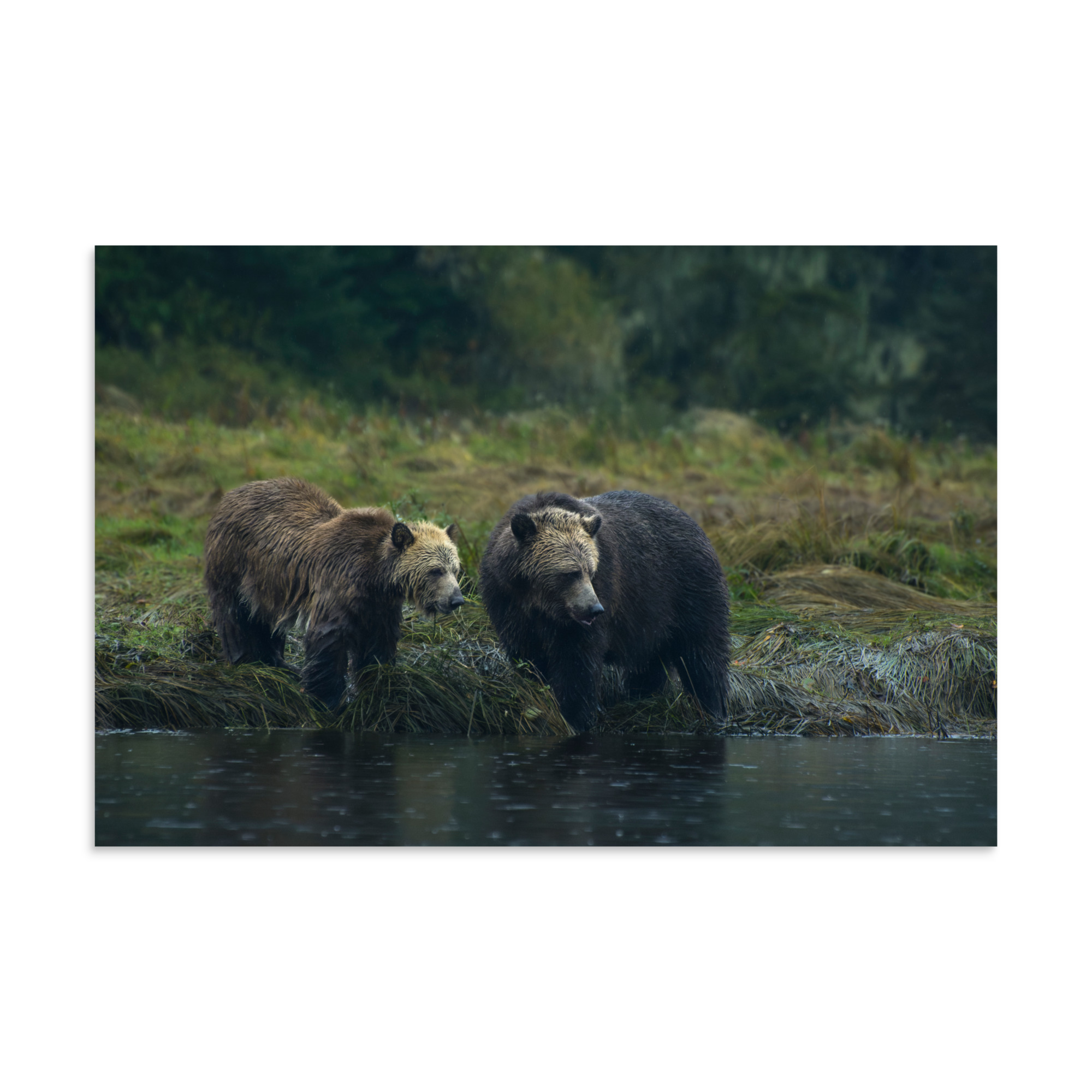 Onlookers - Premium Photo Print (no frame)
