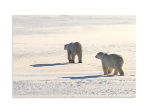 Off to Spar - Premium Photo Print (no frame)