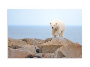 Minding the Cache - Premium Photo Print (no frame)
