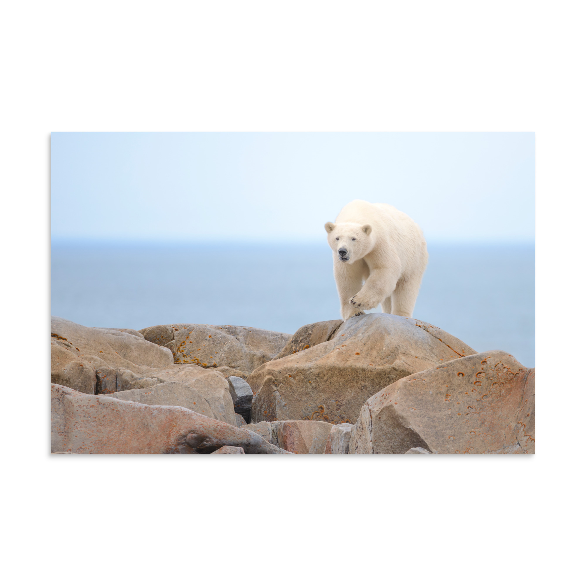 Minding the Cache - Premium Photo Print (no frame)