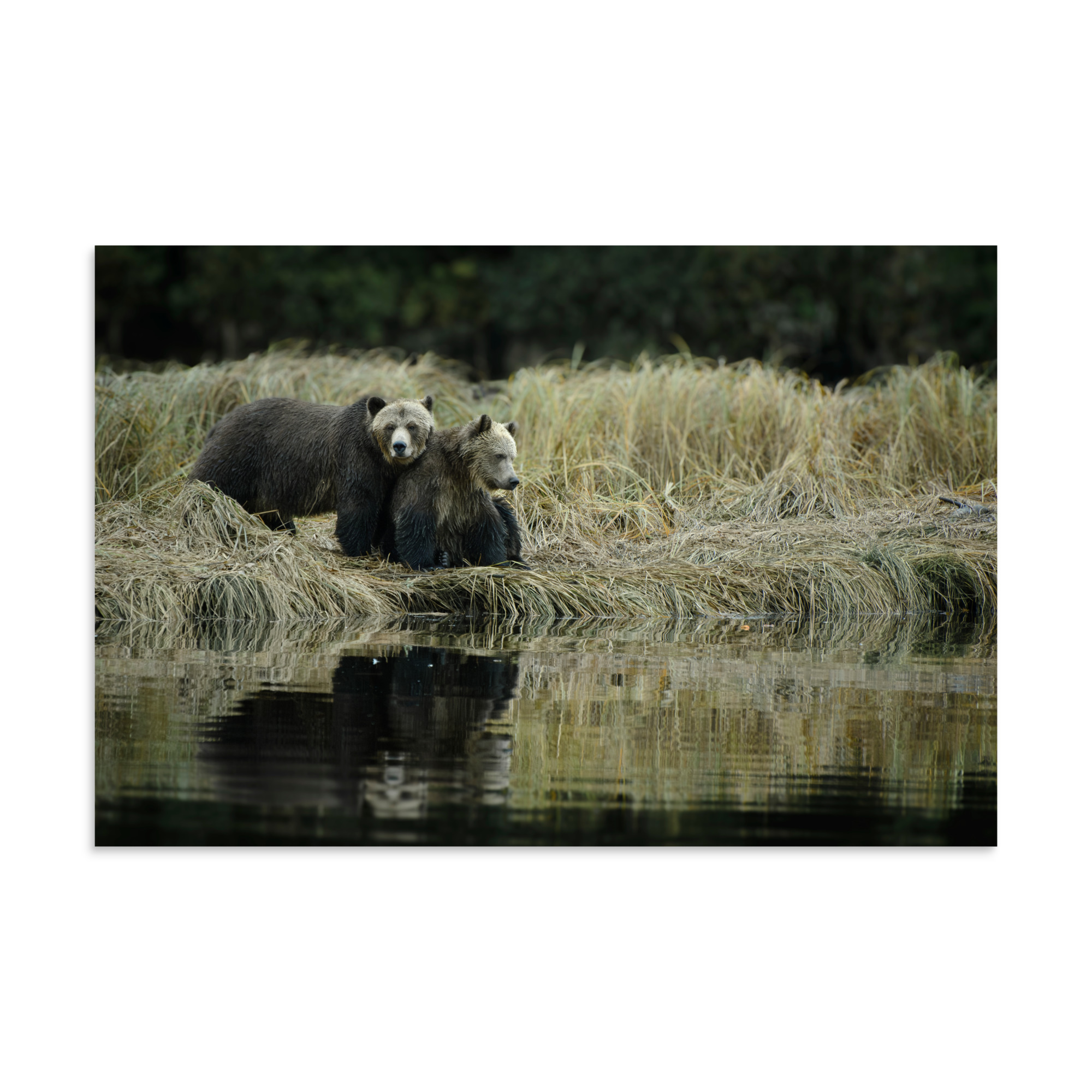 Family Reflections - Premium Photo Print (no frame)