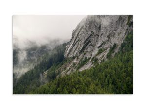 A forest built on rock - Premium Photo Print (no frame)