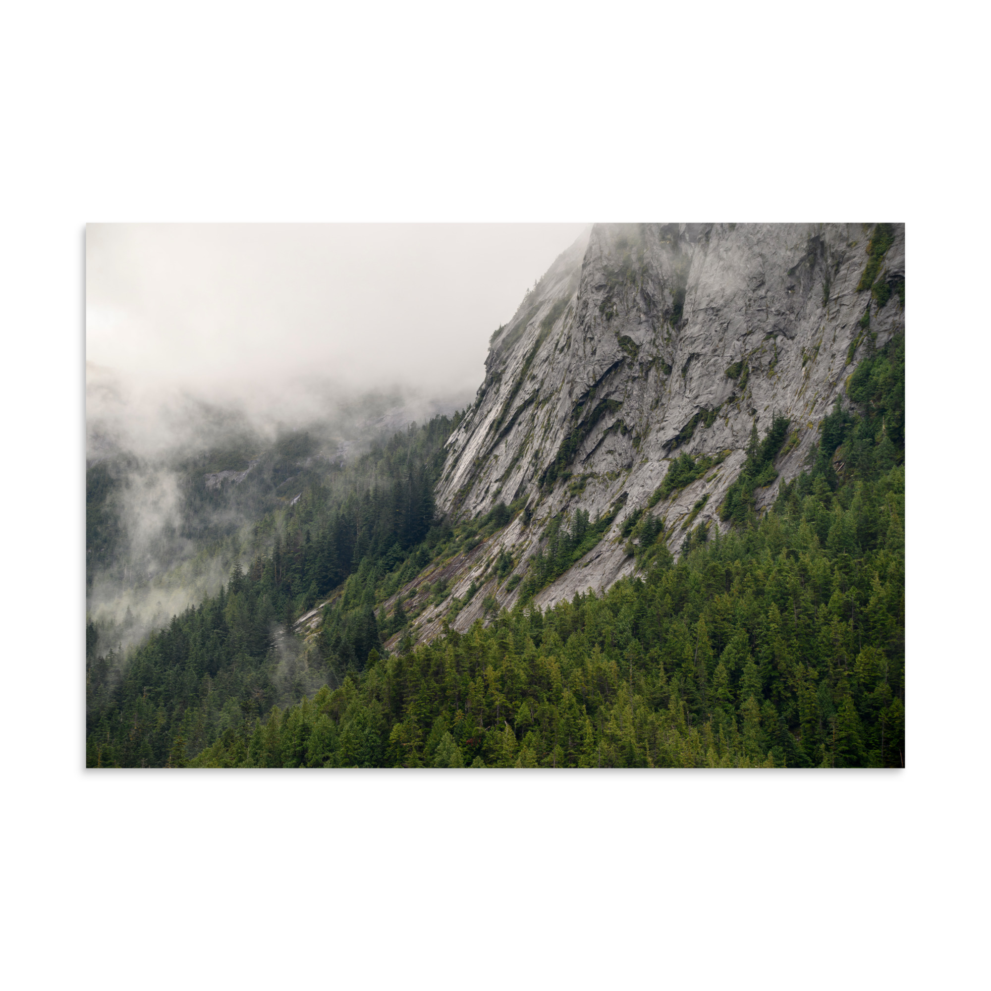 A forest built on rock - Premium Photo Print (no frame)