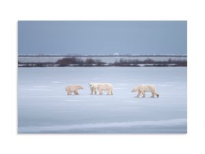 Social Bears - An Unlikely Encounter - Premium Photo Print (no frame)