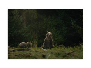 Watching, Waiting - Mom and Cub Grizzly Taking a Look - Premium Photo Print (no frame)