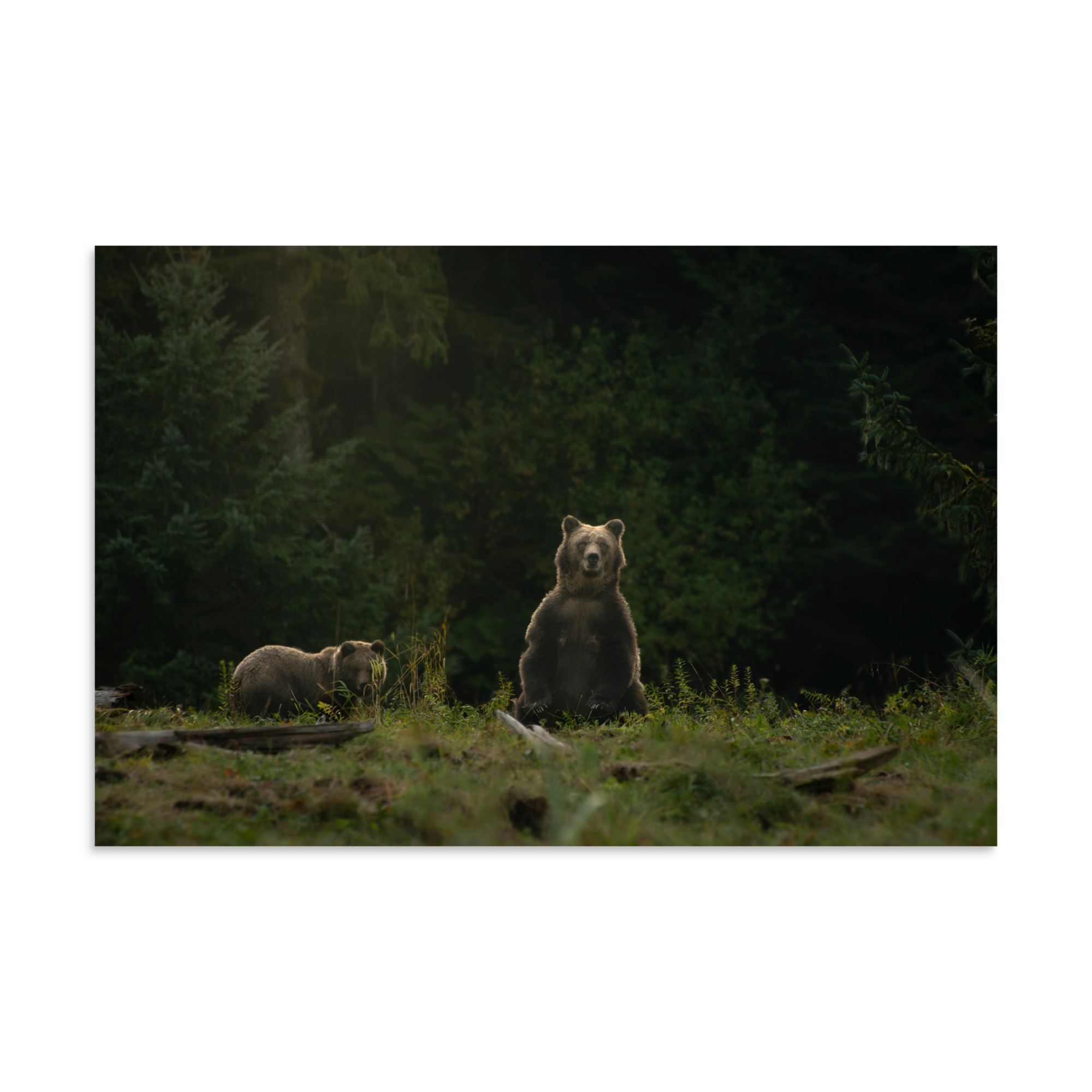 Watching, Waiting - Mom and Cub Grizzly Taking a Look - Premium Photo Print (no frame)